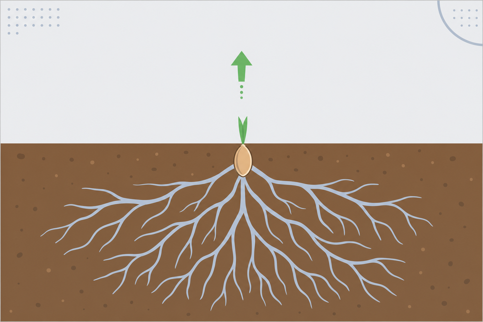 芽が土から出てくる前の種のイラスト、土の中で根がじわじわ伸びている断面図